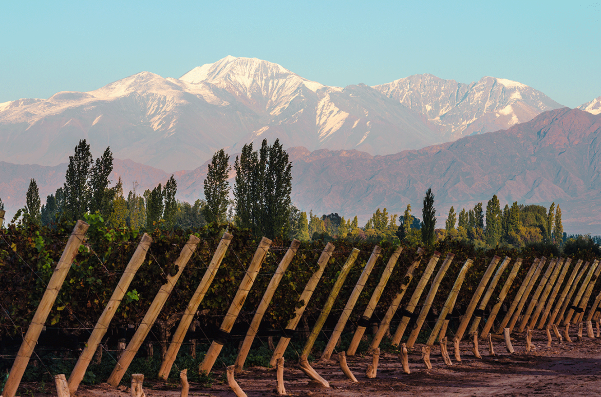 Argentina’s rising stars: Exceptional wines beyond Malbec Argentina's rising stars: Exceptional wines beyond Malbec