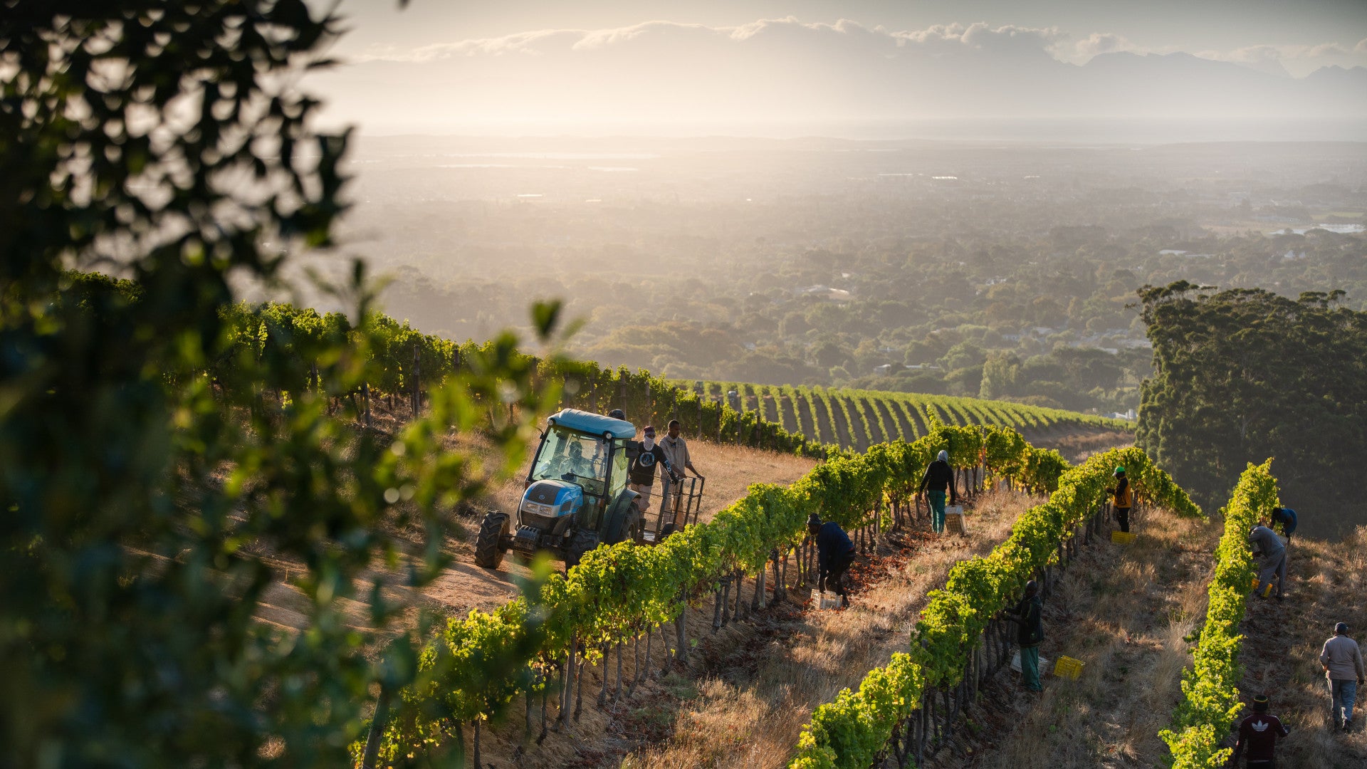 A vineyard with history: Klein Constantia’s vines produce one of the world’s most legendary sweet wines