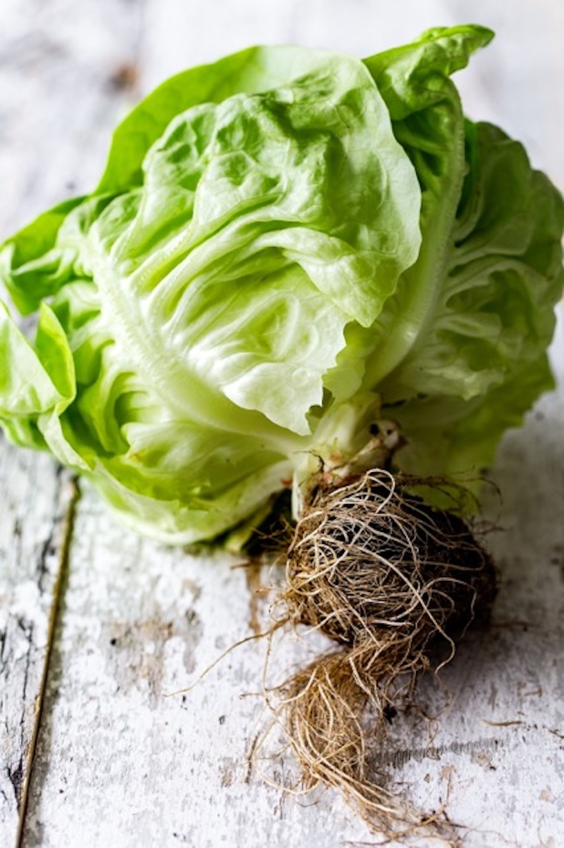 Mediterranean Lettuce Wraps