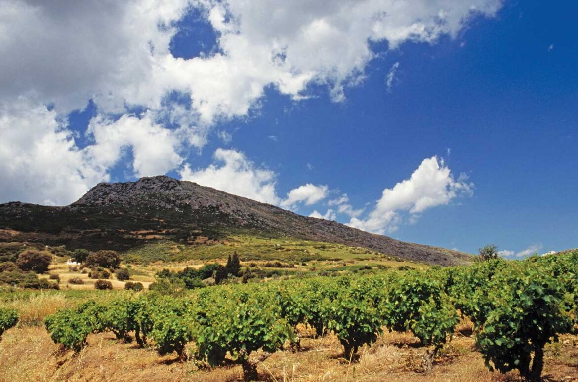 Olly Smith: ‘The surging feeling of energy across the Greek wine scene is so potent right now’