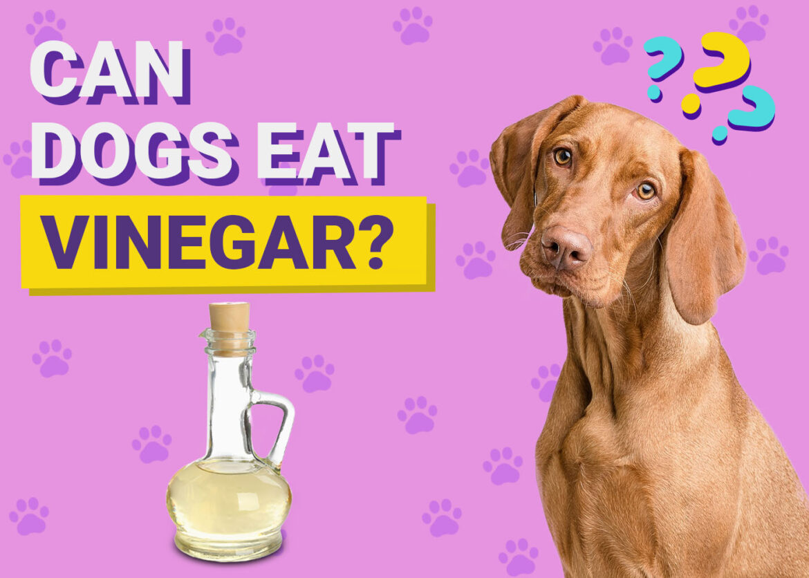 Dogster-Can-Dogs-Eat-Vinegar