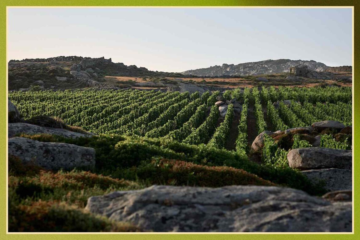 Here's How You Can Drink Wine Grown on the Battlegrounds of Greek Gods