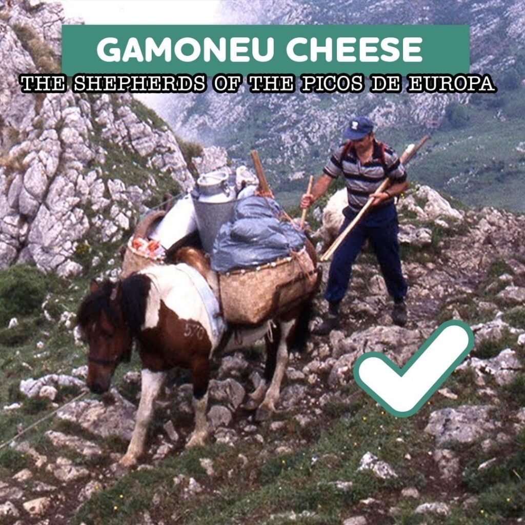 Short clip of European shepherds making cheese from sheep, smoking it, then maturing it in cave