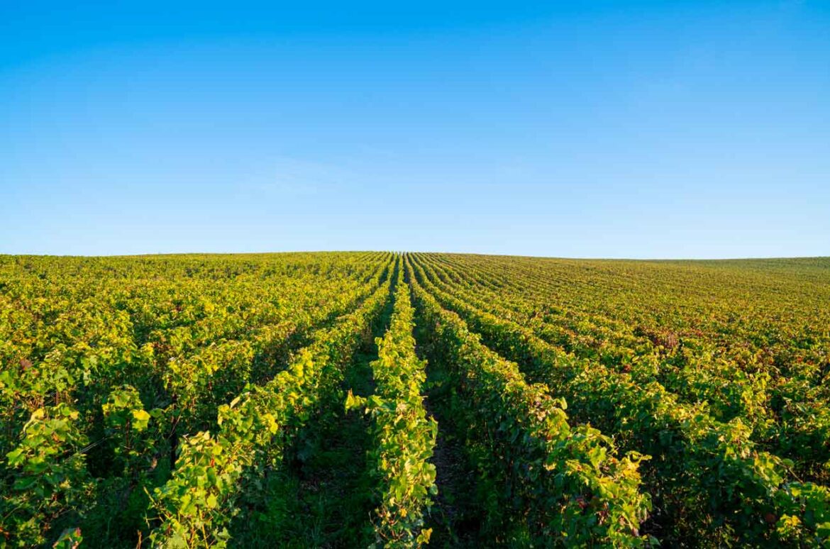 France will uproot 27,500 hectares of vineyards to combat oversupply crisis