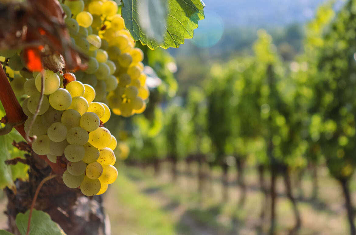 German winemakers plant French grapes as climate warms
