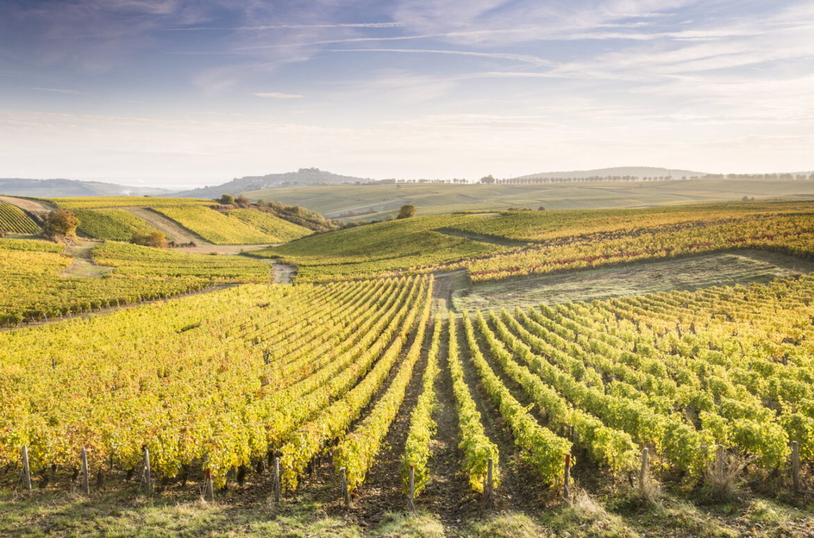 Wines of the Year 2024: Champagne, Rhône & Regional France