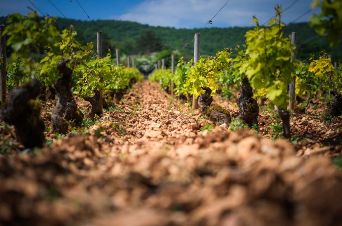 France slashes wine production estimate following poor weather