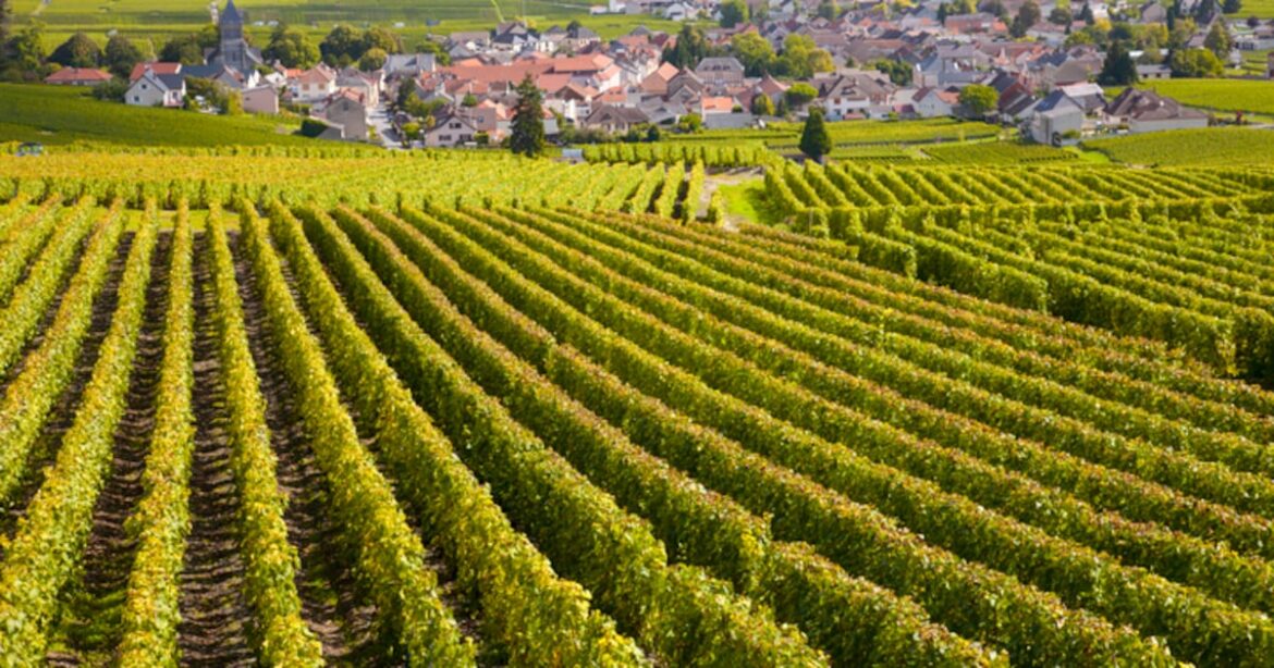 Can alcohol-free wine really win over the French? Can alcohol-free wine really win over the French?