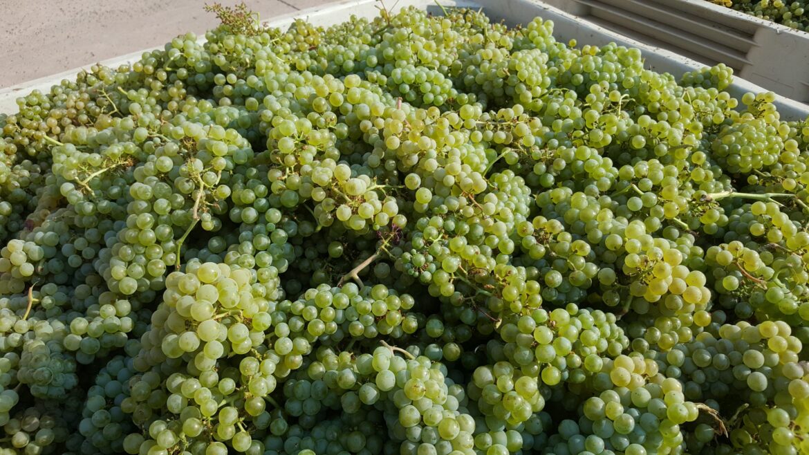 California’s wine industry wary of tariffs, yet some growers see opportunity