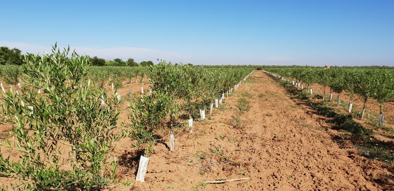 production-business-europe-meet-the-man-trying-to-transform-the-olive-sector-in-france-olive-oil-times