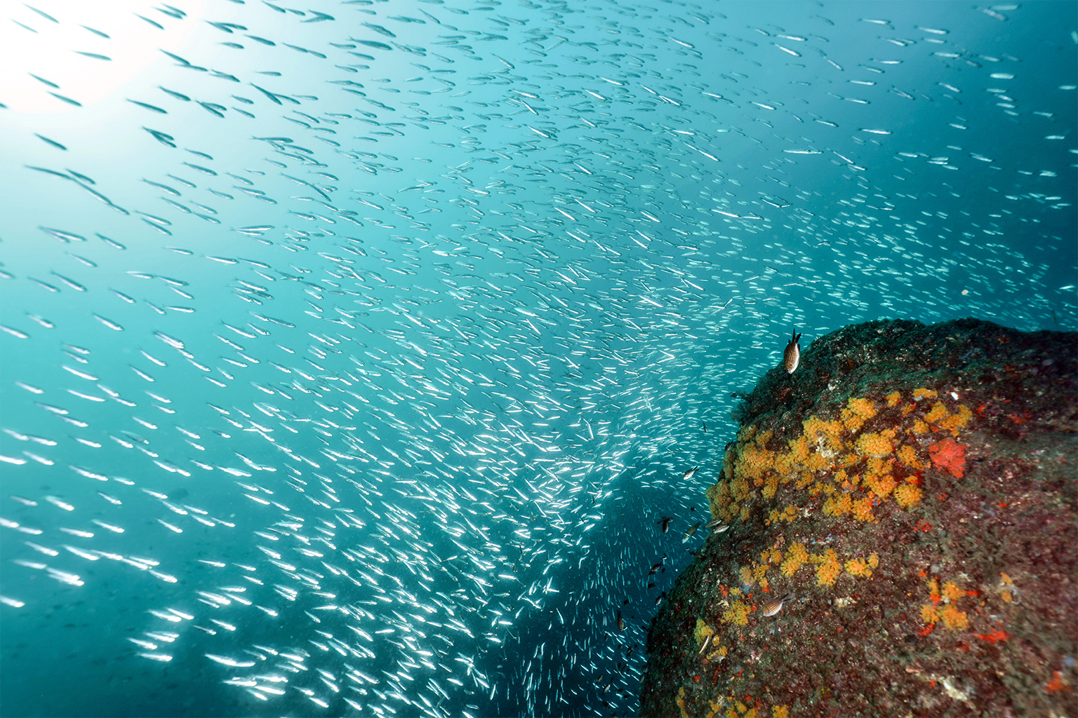 Shoals of anchovies and sardines in the Gulf of Naples. 