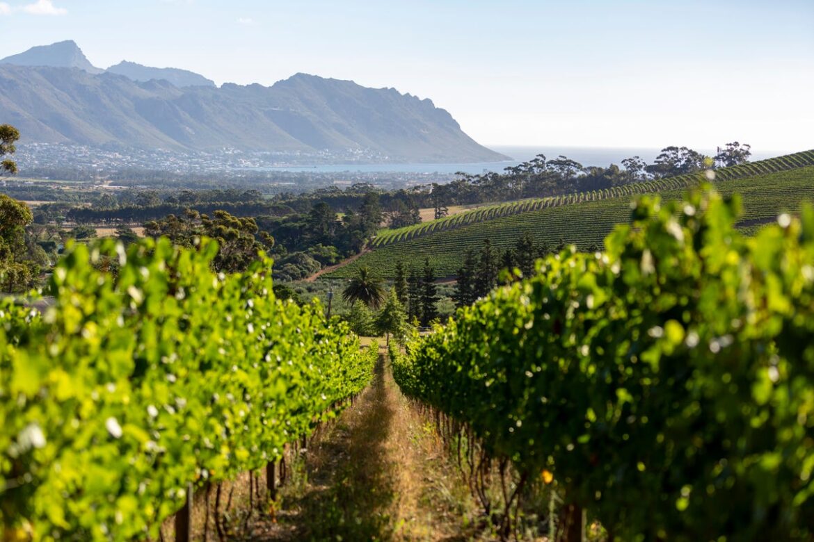 Why South African wine deserves to be taken seriously