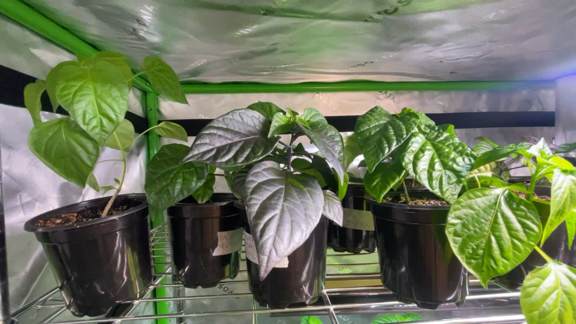 Dec 1st was a tad early to start seeds π
Dec 1st was a tad early to start seeds π