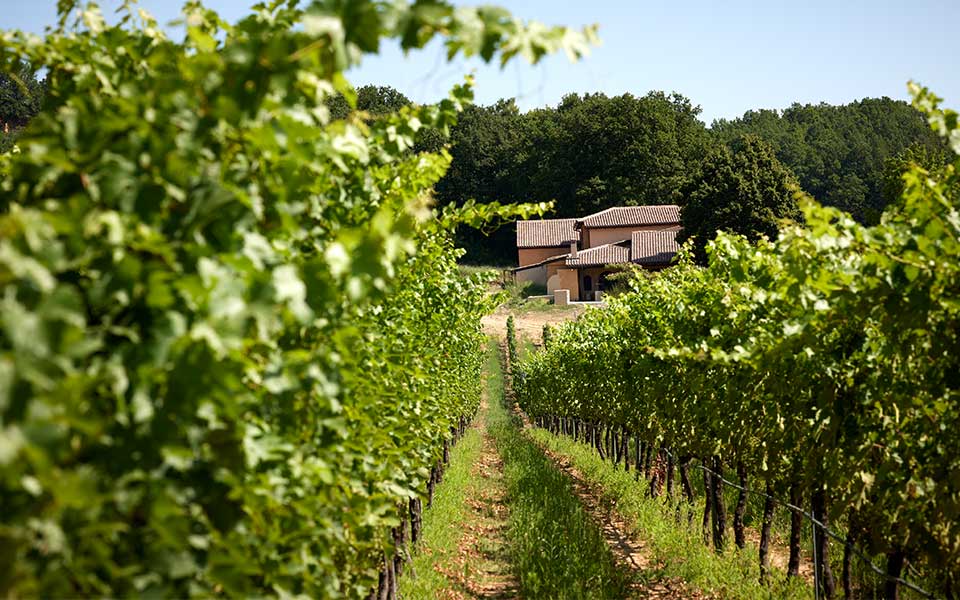 macedonian-wines-discover-the-magic-of-the-harvest-season2