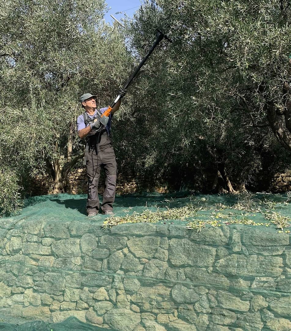 production-business-europe-farmers-in-france-confirm-grim-predictions-as-harvest-gets-underway-olive-oil-times