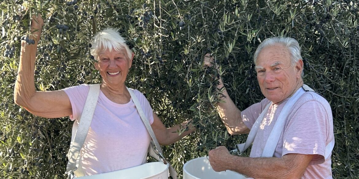 San Miguel Olive Farm wins four gold medals at world’s largest olive oil competition • Paso Robles Press