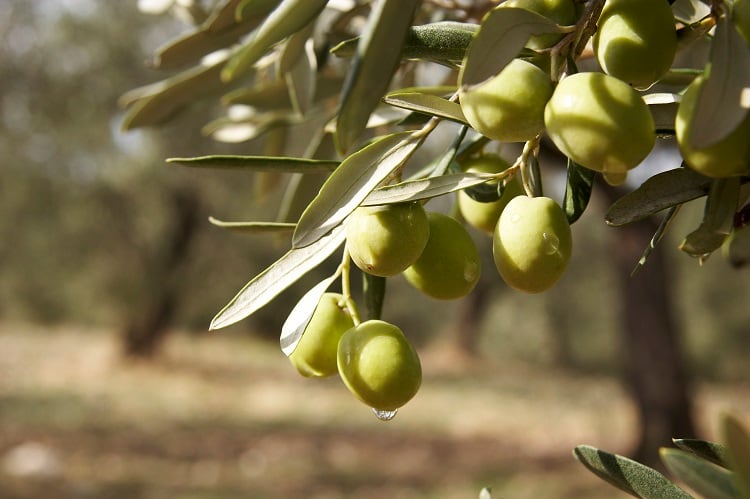 Olives-GettyImages-duckbay.jpg