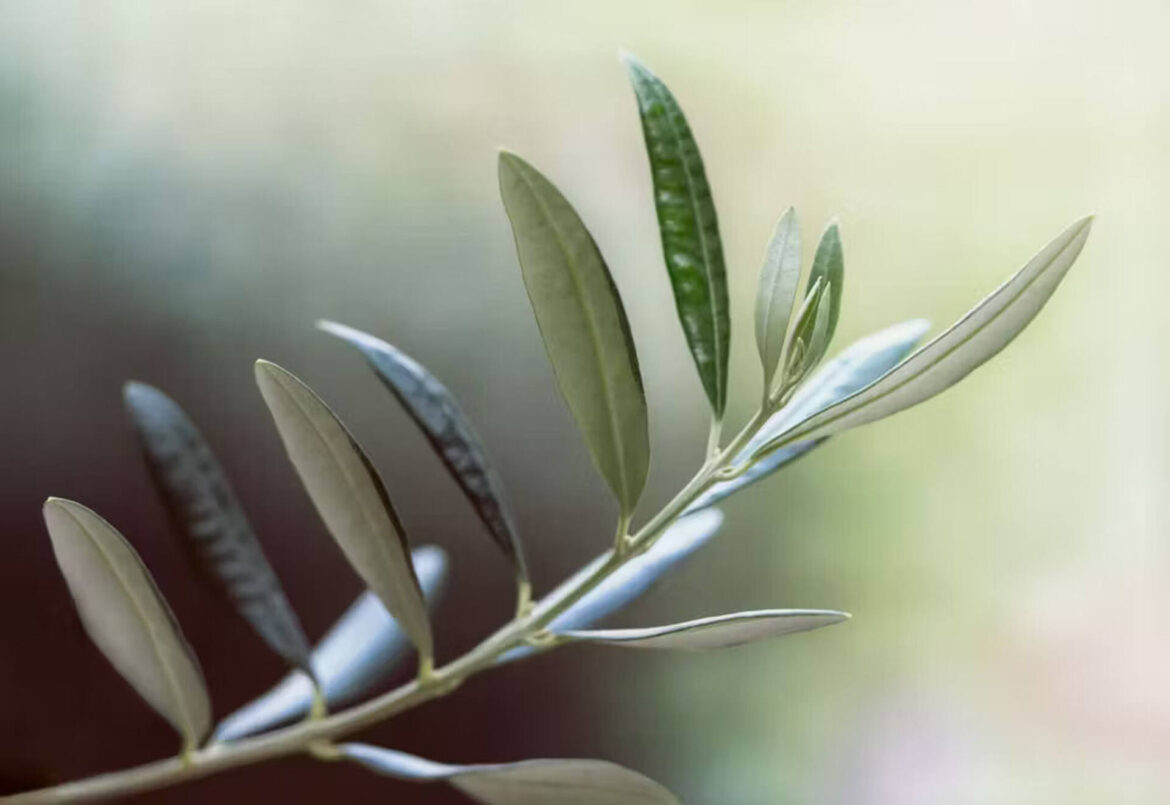 Olive oil is healthy: Turns out olive leaf extract may be good for us too