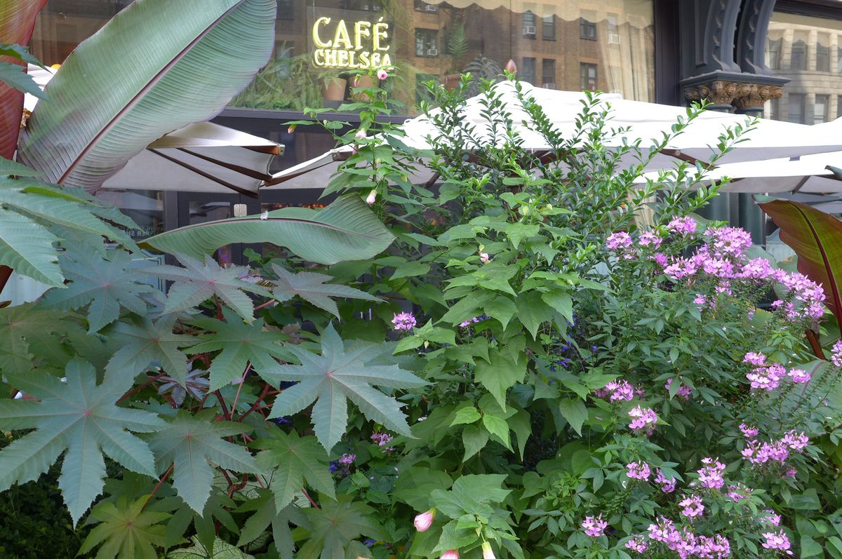 A tall line of plants, some flowering, with the cafe’s neon sign behind.