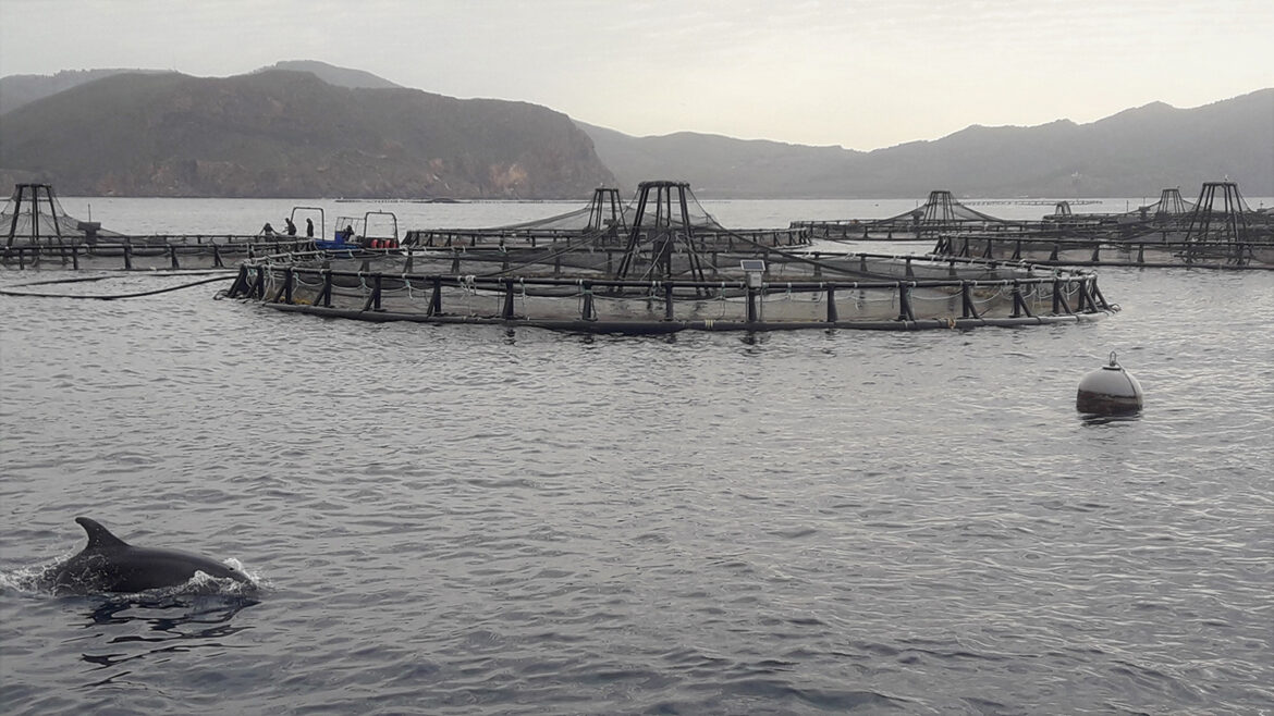 Precision sea bass: New technologies at Mediterranean Seafarms Precision sea bass: New technologies at Mediterranean Seafarms