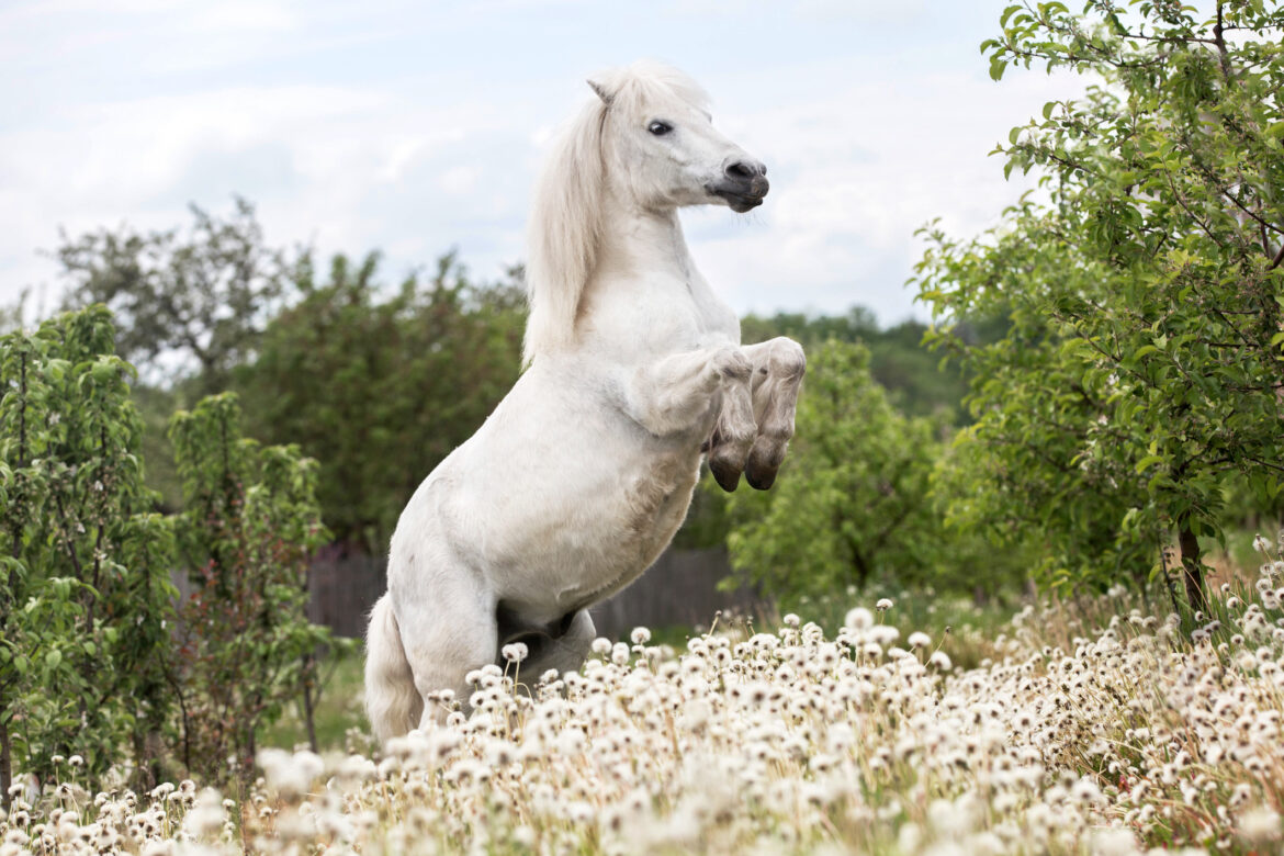 why diversity is key to the Loire Valley