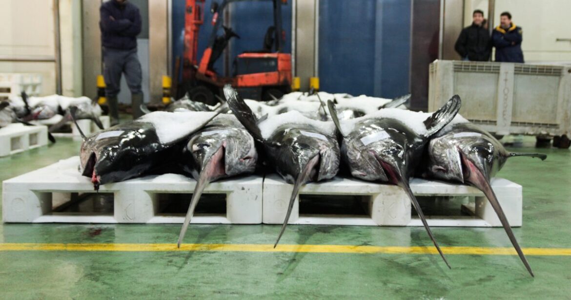 Environmental Justice Foundation | Mediterranean countries not on… Environmental Justice Foundation | Mediterranean countries not on…