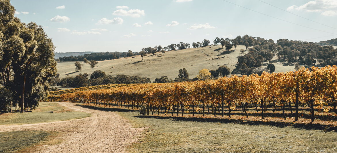 Australia’s Riverina Shines with Mediterranean Grape Varieties Australia's Riverina Shines with Mediterranean Grape Varieties