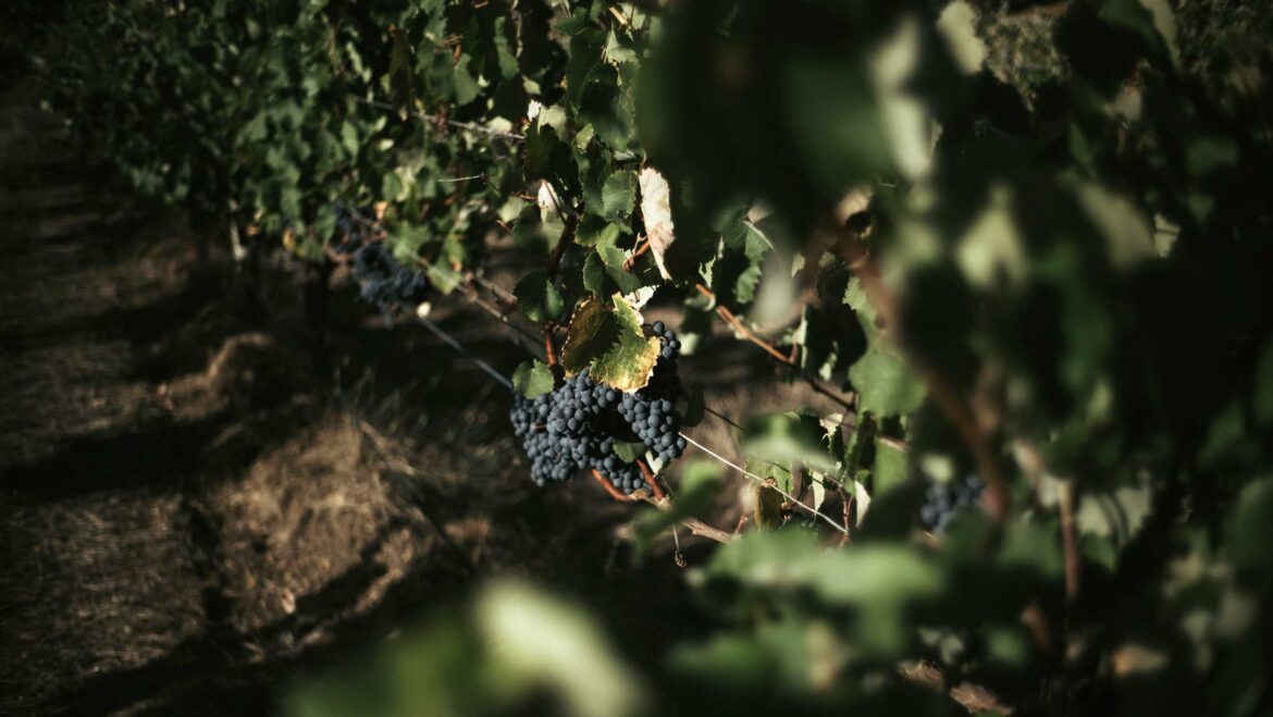 The Australian Shiraz Stereotype Is All Wrong The Australian Shiraz Stereotype Is All Wrong