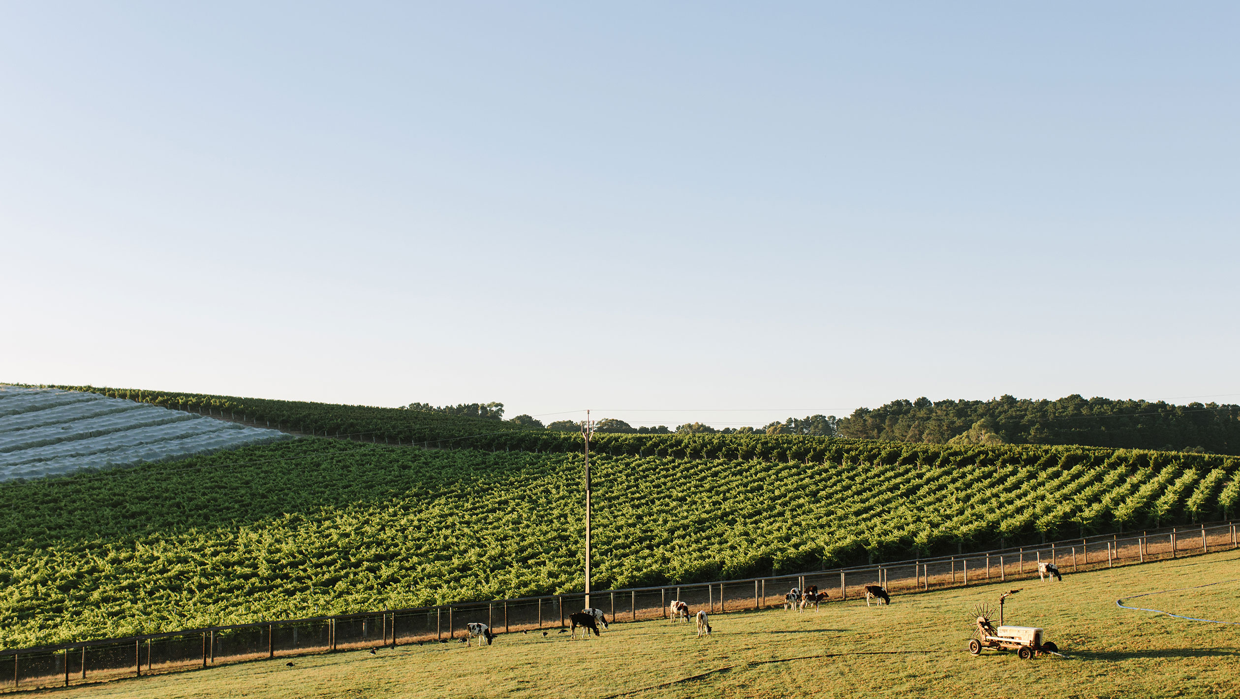 A landscape photo of a Shaw + Smith vineyard.