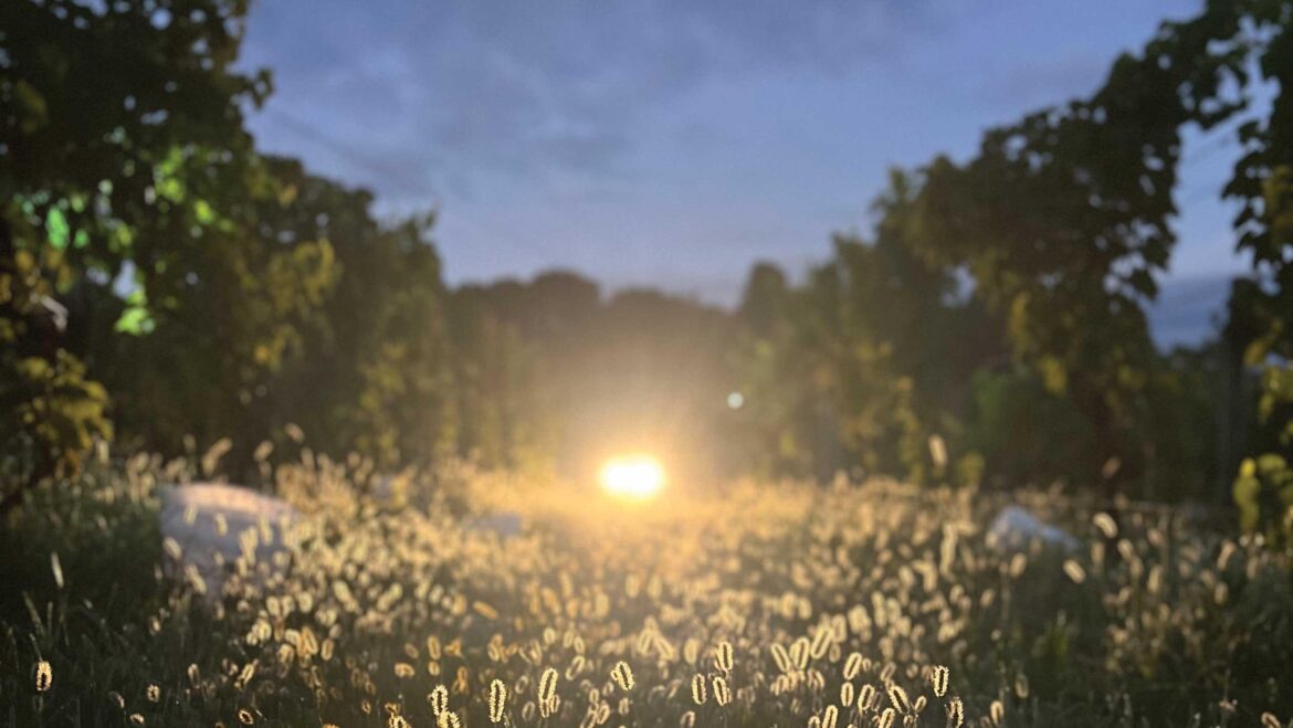 The Overlooked States Redefining East Coast Wine The Overlooked States Redefining East Coast Wine