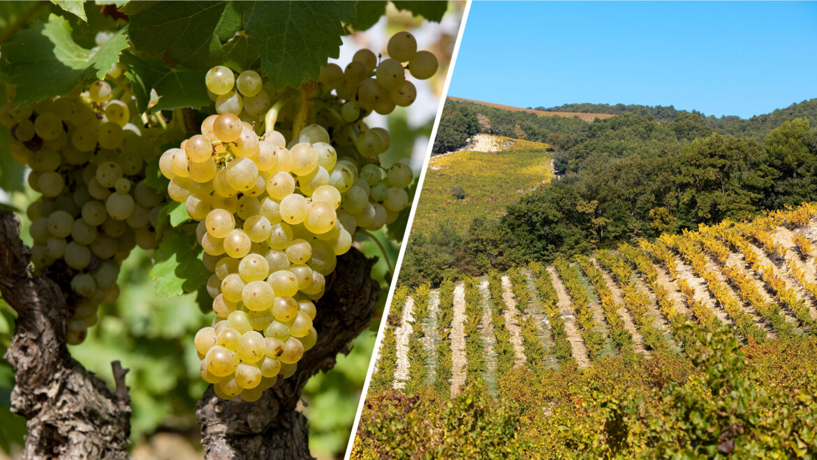 In Regions Known for Red, Is White Wine the Future?