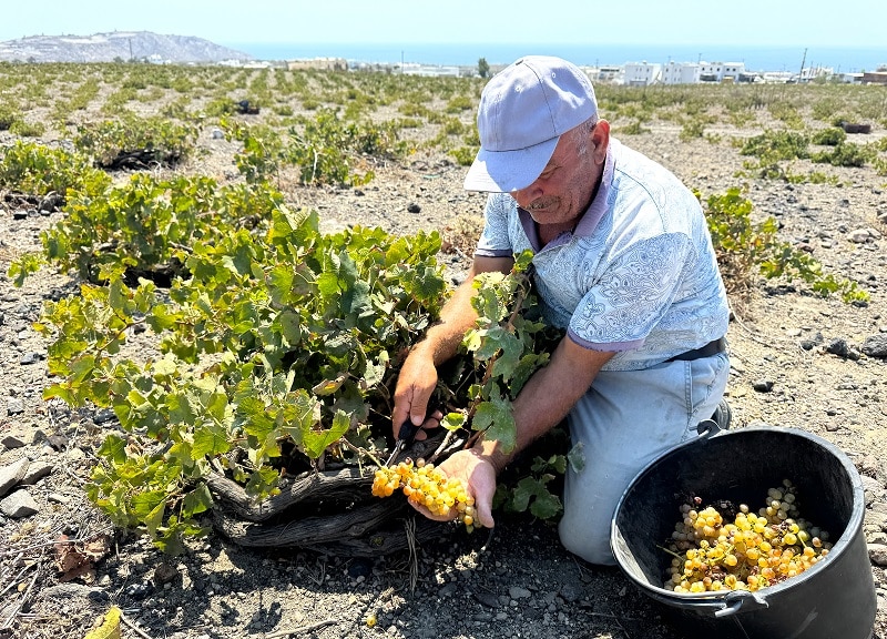 Santorini winegrower.