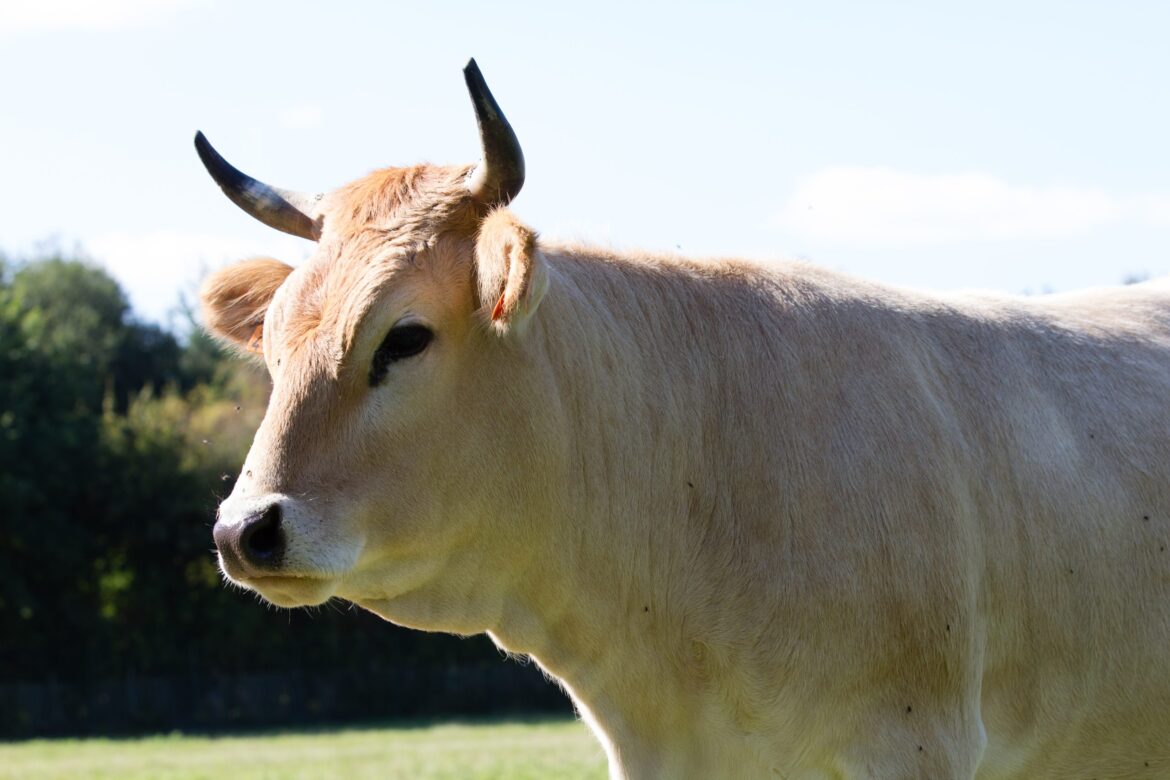 Could a Rustic Cow Reshape Local French Food Systems?