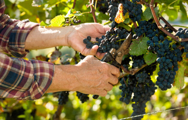 2024 harvest in Europe: France (-18%), Germany (-2%) and Portugal (-8%) down, Spain up (+20%) 2024 harvest in Europe: France (-18%), Germany (-2%) and Portugal (-8%) down, Spain up (+20%)