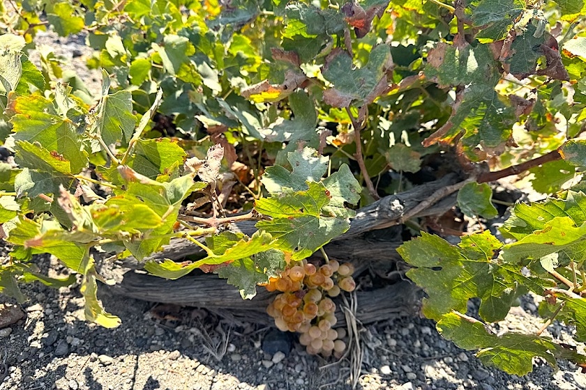 Santorini vine pruned in a round "kouloura" shape to withstand the strong winds.