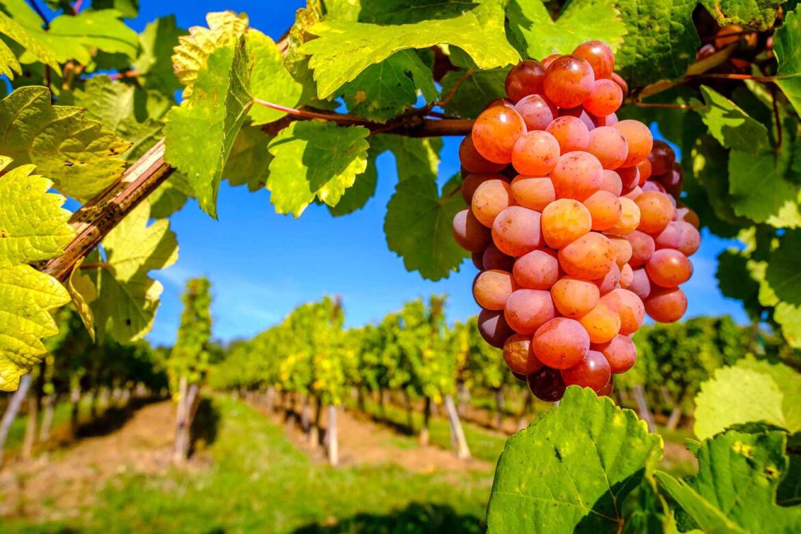What Is Gewürztraminer Wine?
