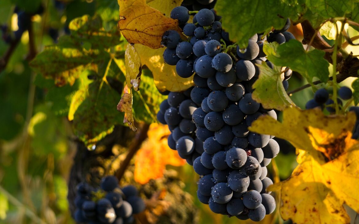 Wine Tourism Emerges as a Promising Asset for Greek Tourism
