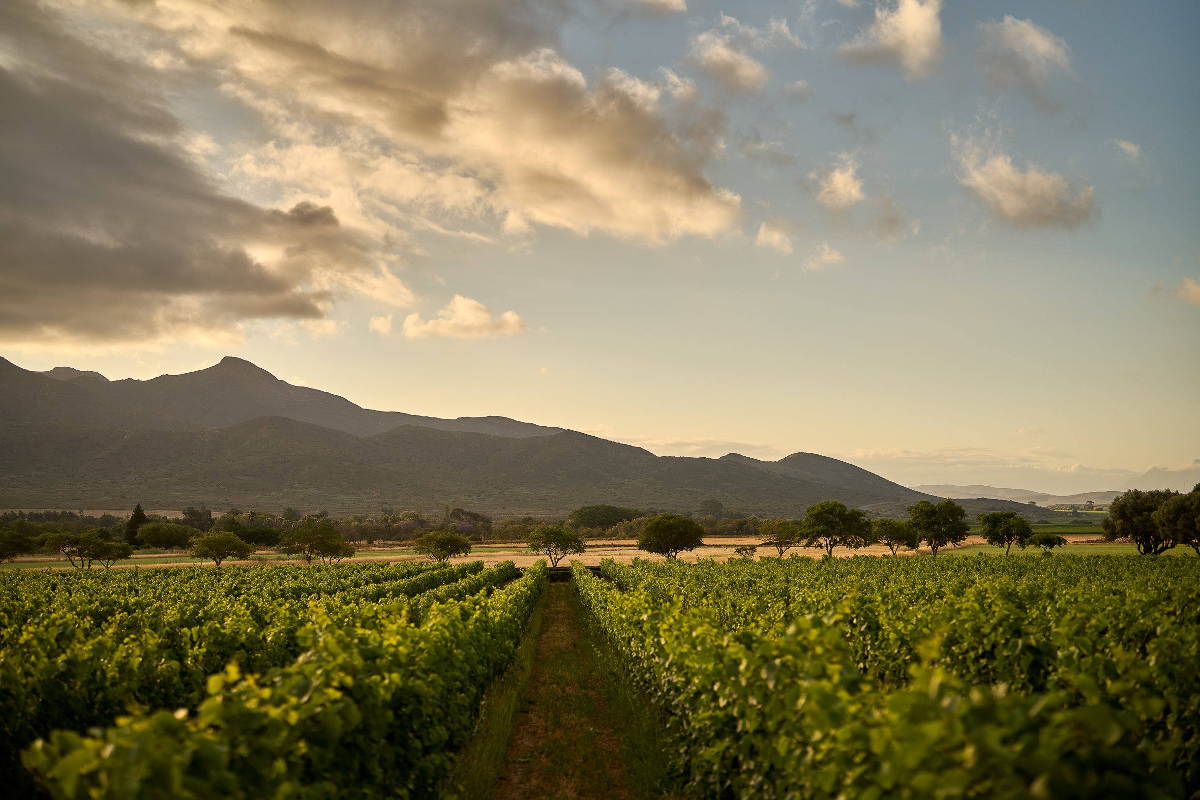 Limestone soils and cool breezes – this is where South Africa’s answer to Champagne is born