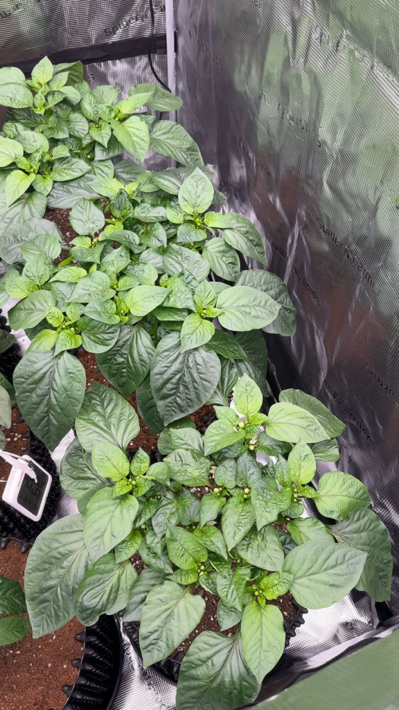 They’re getting thicc