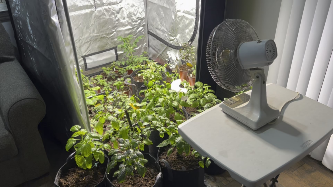 Socal got cold again. I had to bring peppers indoors and now I have no room in my grow tent. Socal got cold again. I had to bring peppers indoors and now I have no room in my grow tent.