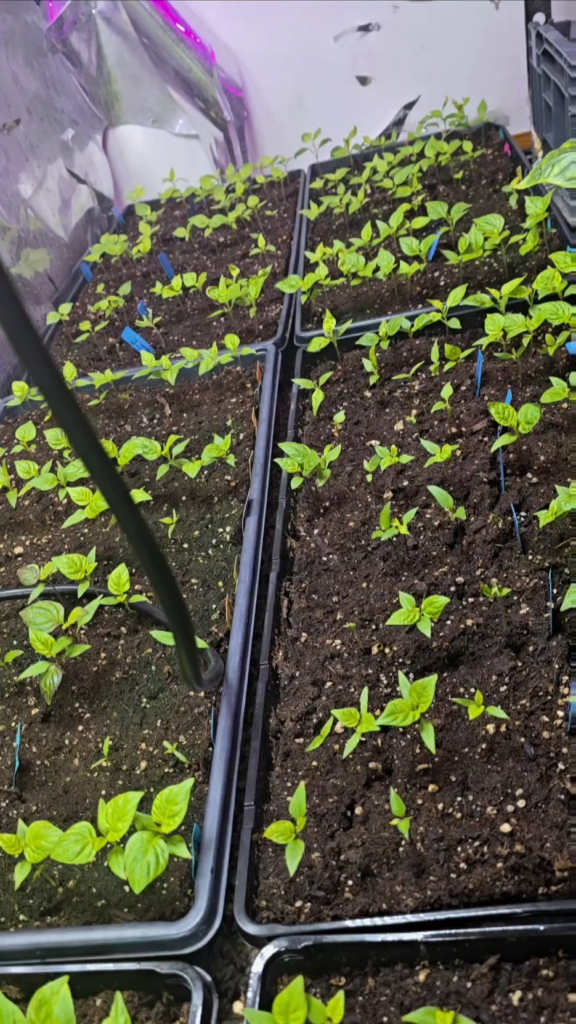 3rd and last wave of plants for this season, replanted some due to high demand and got a new variety called Komodo Dragon. 3rd and last wave of plants for this season, replanted some due to high demand and got a new variety called Komodo Dragon.