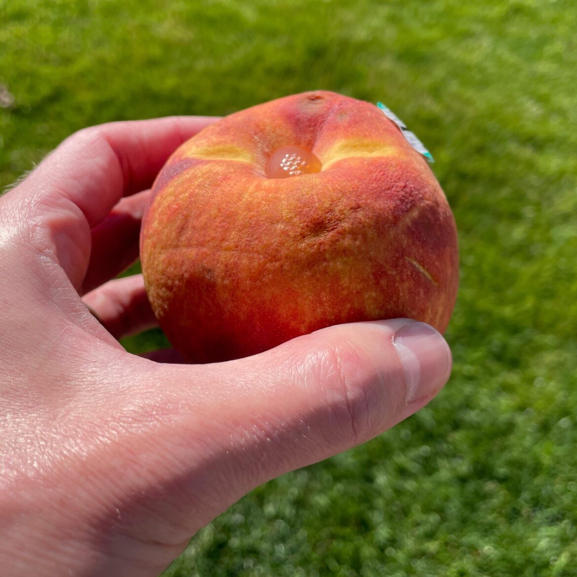 Why is this peach oozing from the top?