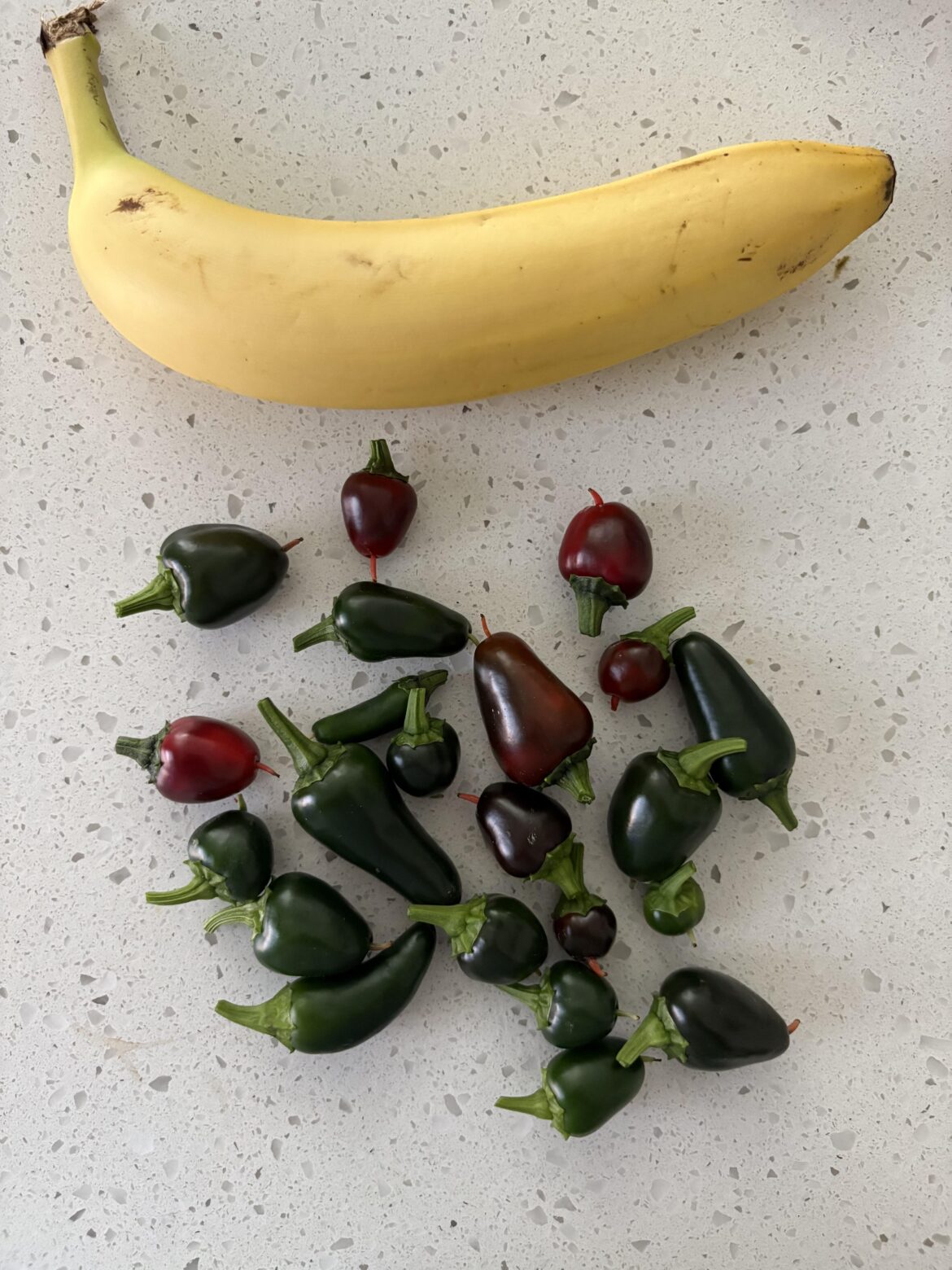 What is wrong with these jalapeños? What is wrong with these jalapeños?