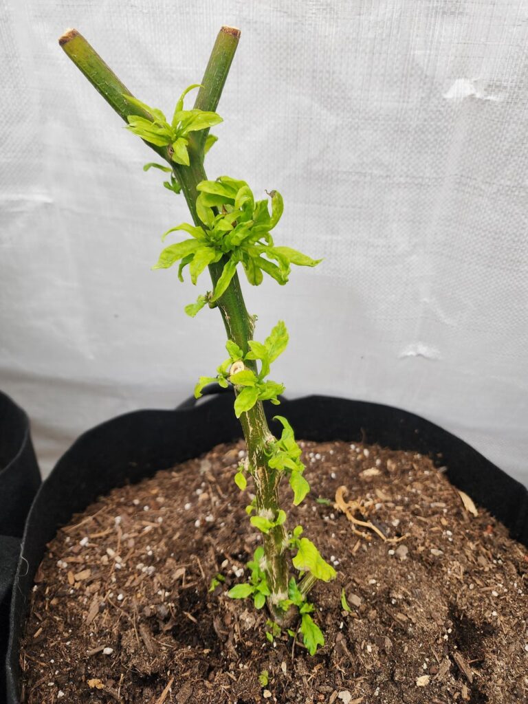 Odd growth on ghost pepper plant Odd growth on ghost pepper plant