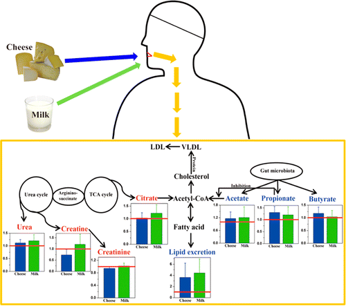 A new piece in the 'French paradox' puzzle -- cheese metabolism
