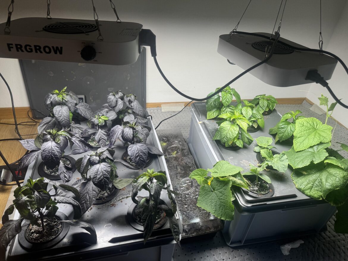 Topping or Not: Are My Hydroponic Chilies Cramped for Space? Topping or Not: Are My Hydroponic Chilies Cramped for Space?