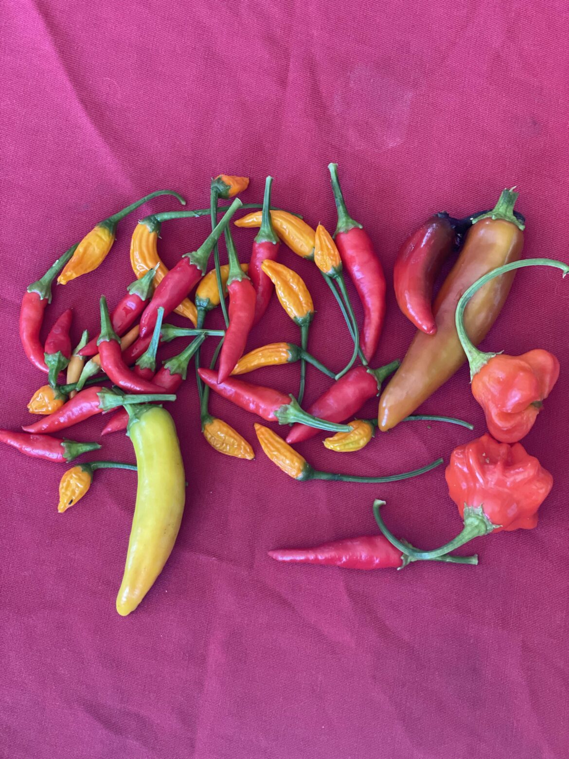 This morning’s pick