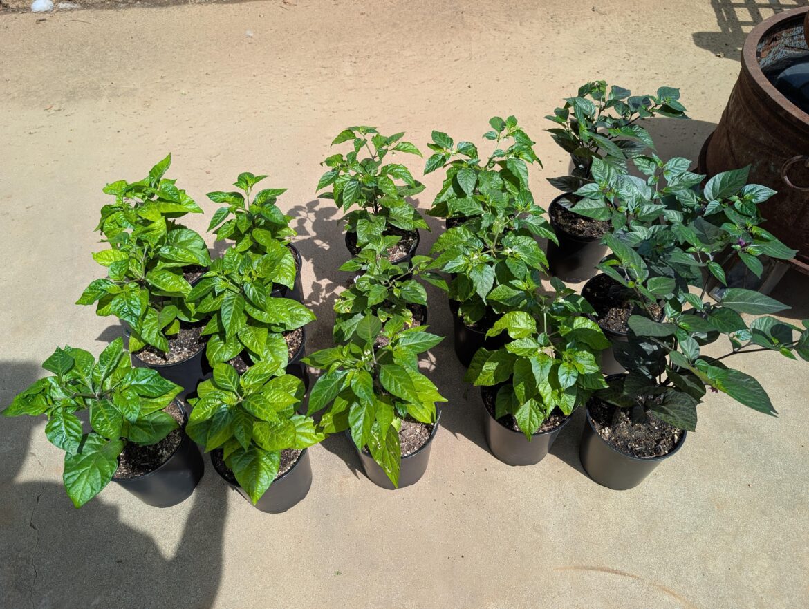 Kicking the teenagers outside.