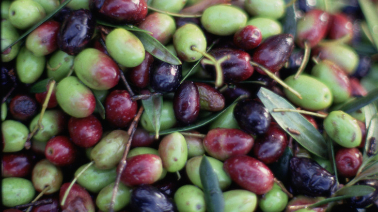 Fresh olives mixed together