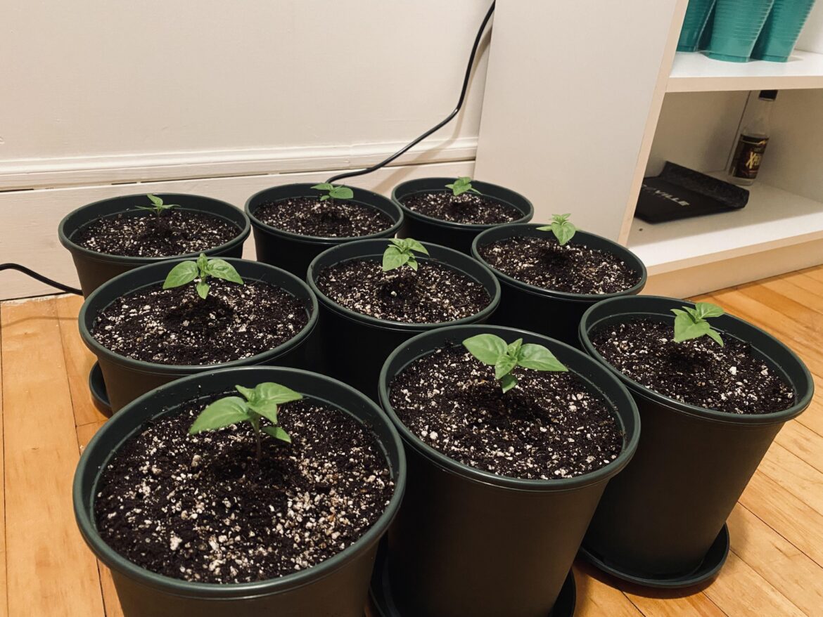 Transplanted some more RB003 seedlings tonight. These nine will be houseplants.